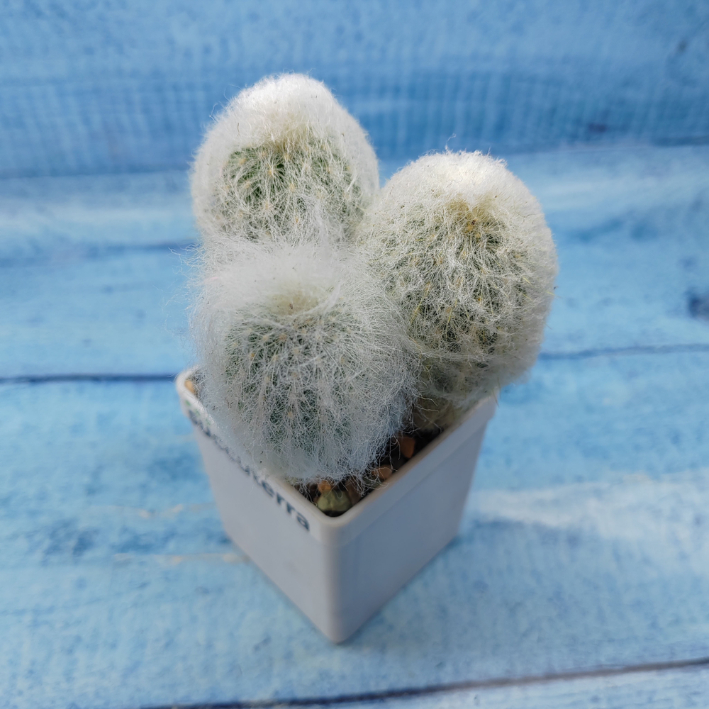 Espostoa Melanostele (Эспостоа)