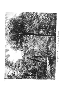 По Индии и Цейлону | Ольга Александровна Щербатова