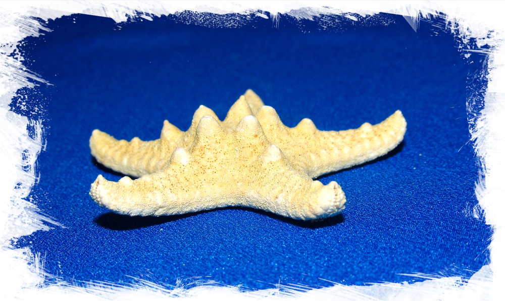 Звезда рогатая 2,5-5см