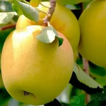 Яблоня Брянское Золотистое