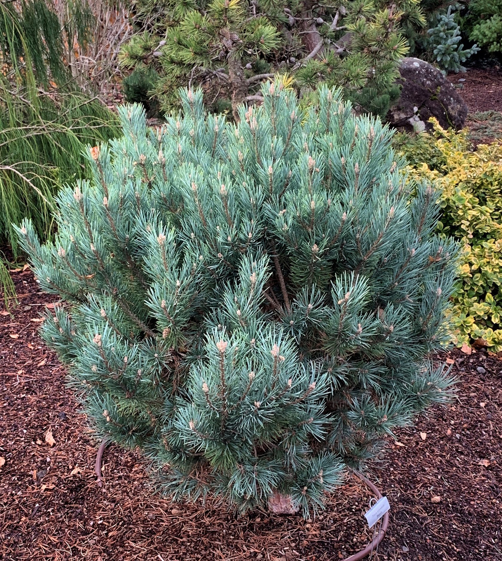 Сосна обыкновенная Ватерери В+С26 70-110