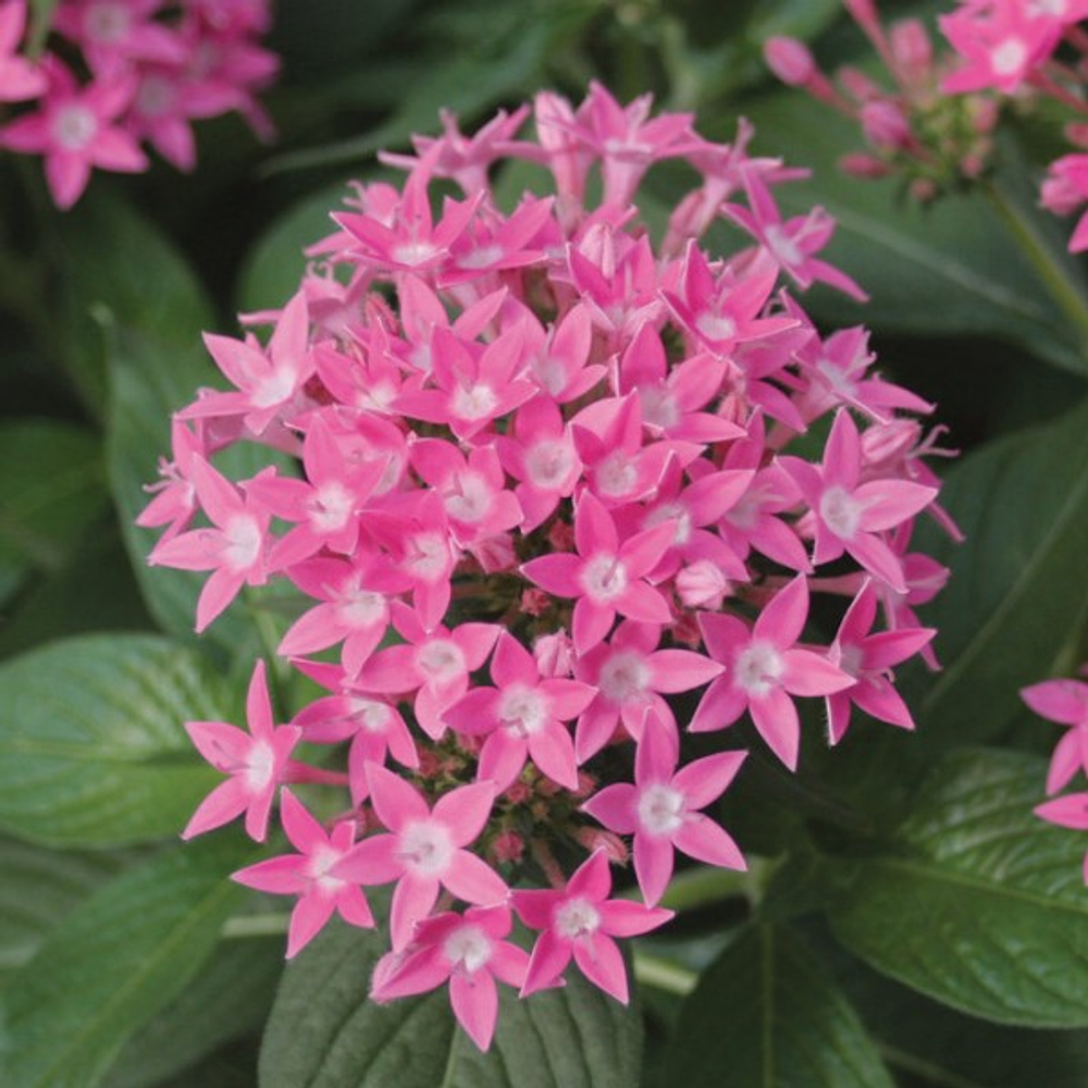 Пентас ланцетный Баттерфляй Дип Пинк 8шт.