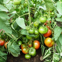 Помидоры Black Sea Man