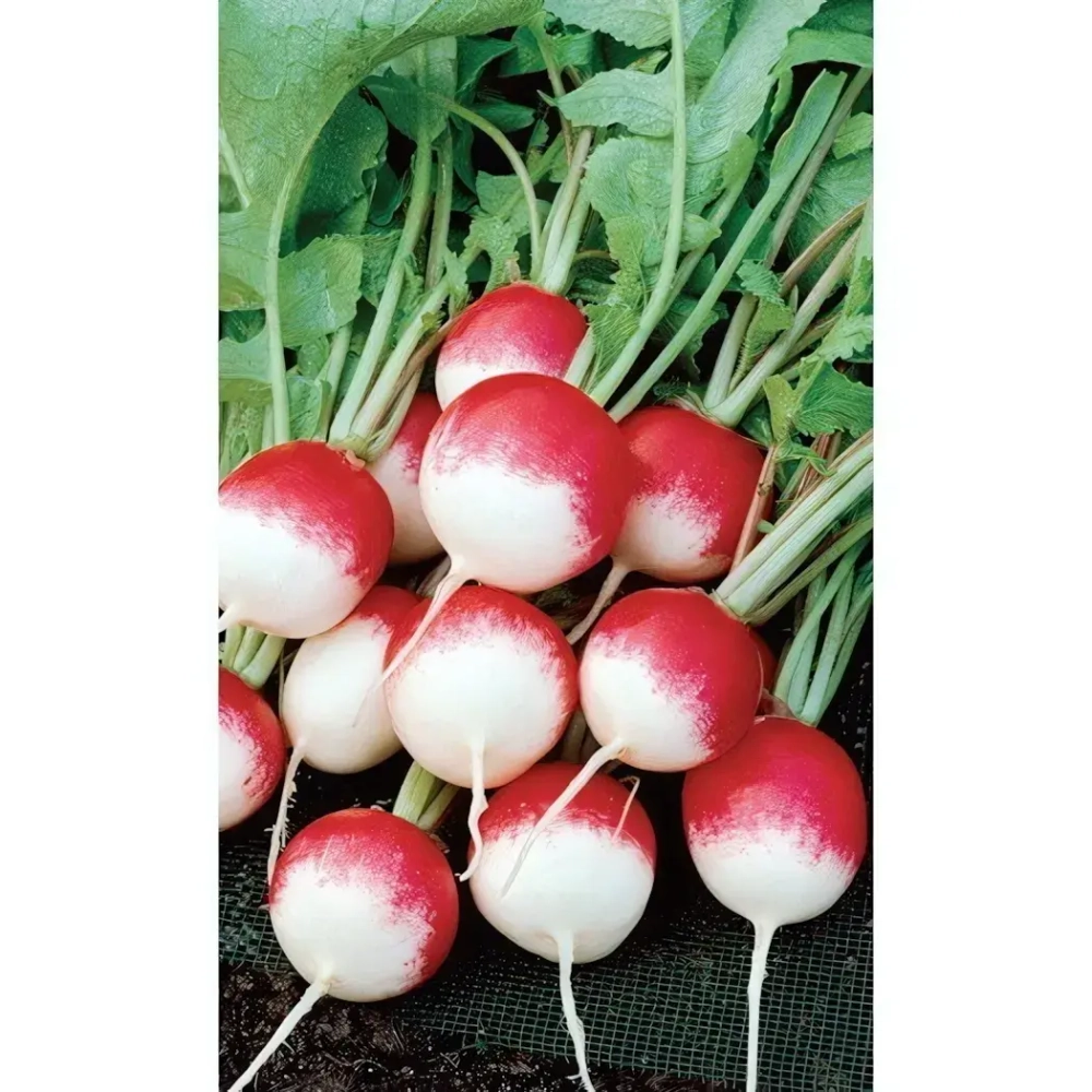 Семена Редис Тепличный (УД) Е/П