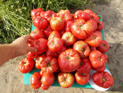 Легендарная Сызранская Розовая Ранняя Помидора