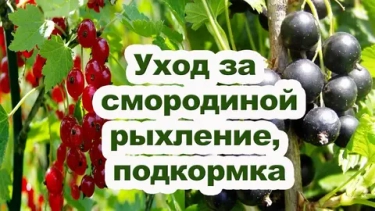 Чем подкормить смородину и крыжовник после сбора урожая: закладываем урожай на следующий год