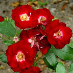 Патрик Пуавр Д*Арво (Patrick Poivre D'arvor)