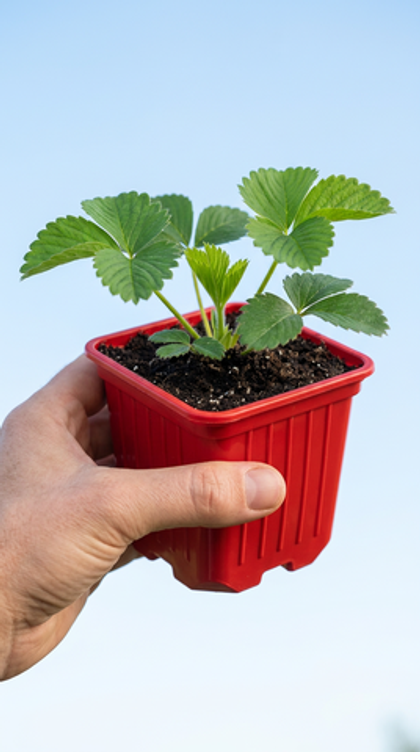 Земляника крупноплодная Соната