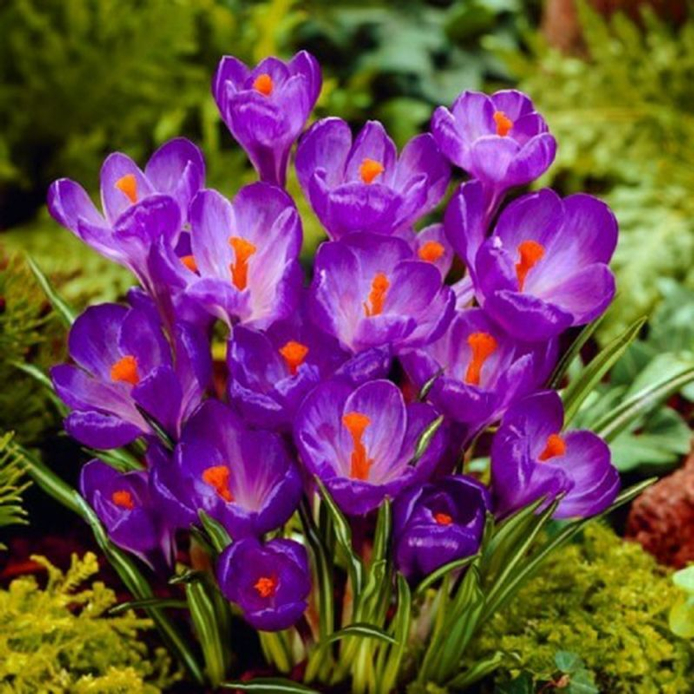 Крокус Flower Record (луковицы 5шт )
