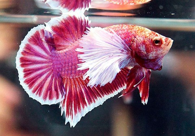 Петушок Дамбо