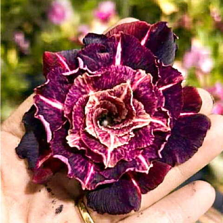 Адениум TONIGHT