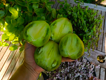 Изумрудная парча сорт томата