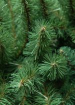 Ель искусственная «Звёздная» (пвх) 3 м