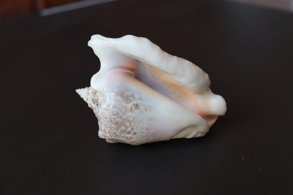 Ракушка Стромбус Ранинус (Lobatus raninus)