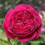 Роза шраб Принц (английская) Садовита