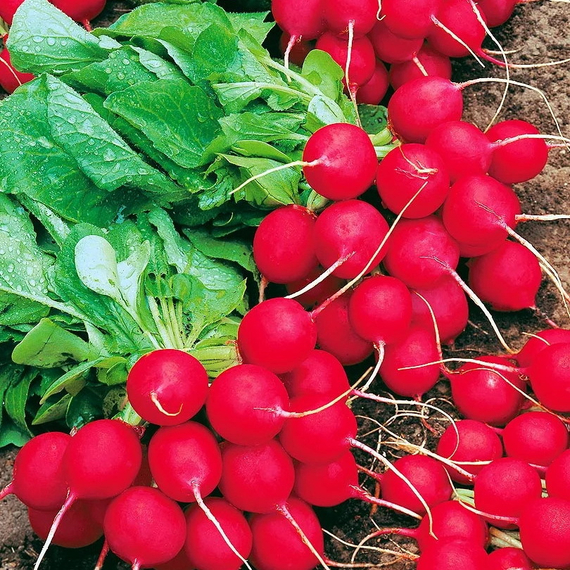 Селеста F1 семена редиса (Enza Zaden / Энза Заден) культура – фото 4