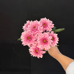 Хризантема кустовая Розовая / 1 шт