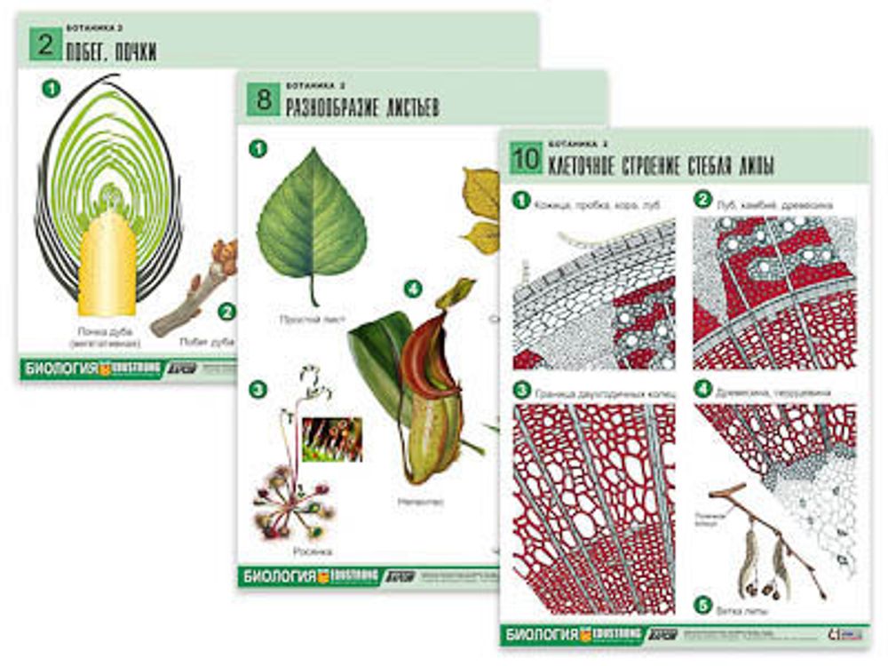 Комплект таблиц &quot;Ботаника 2&quot; (18 табл, формат А1)