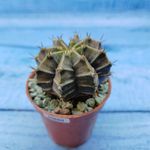 Gymnocalycium Friedrichii (Гимнокалициум)