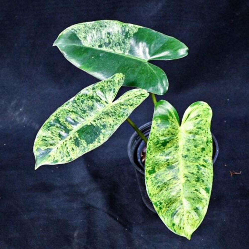 Филодендрон BURLE MARX VAR MINT