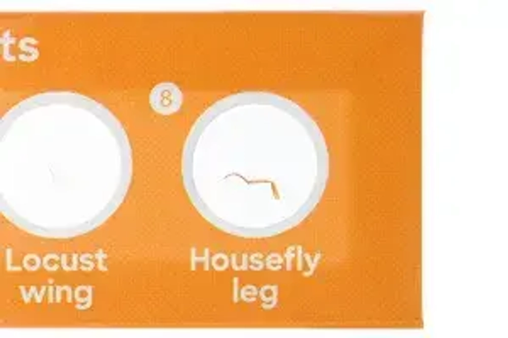 Набор микропрепаратов Levenhuk Discovery «Фауна», 12 шт.