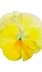 Фиалка Виттрока ITALIA PURE LEMON F1
