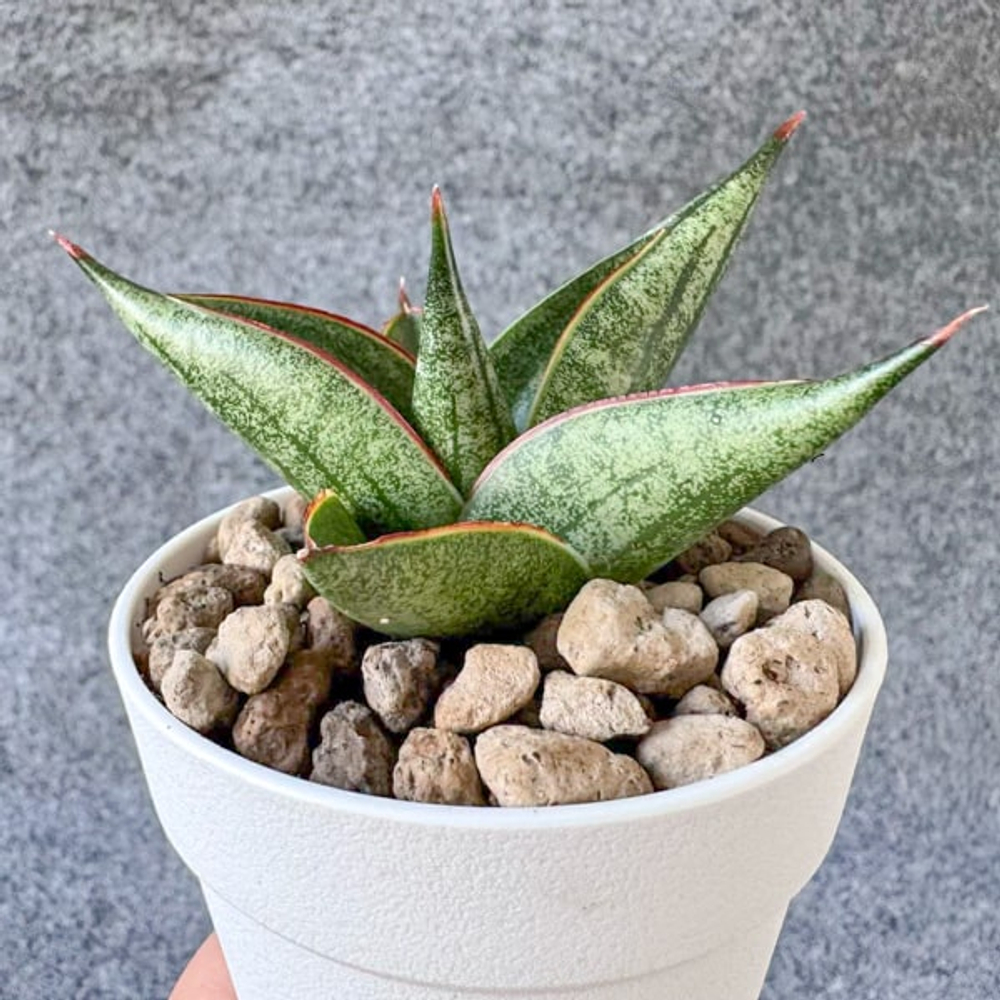 Сансевиерия RAYNITA