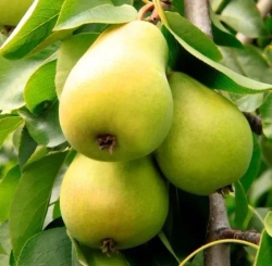 Груша Ларинская