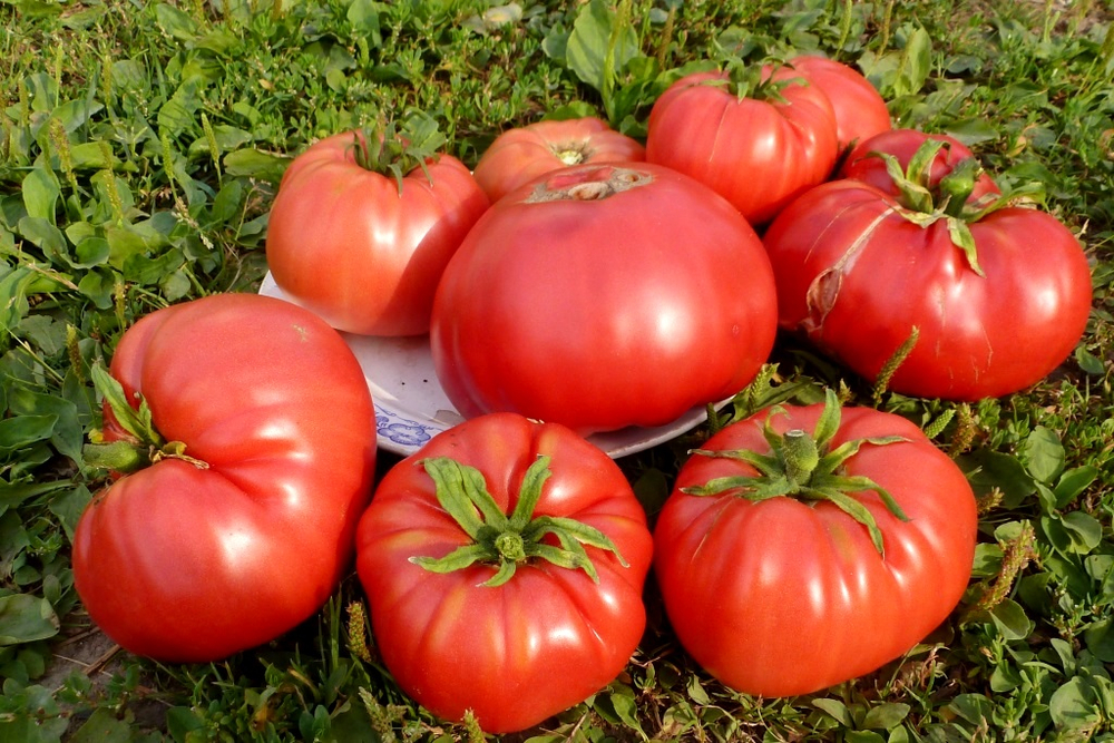 Легендарная Сызранская Розовая Ранняя Помидора