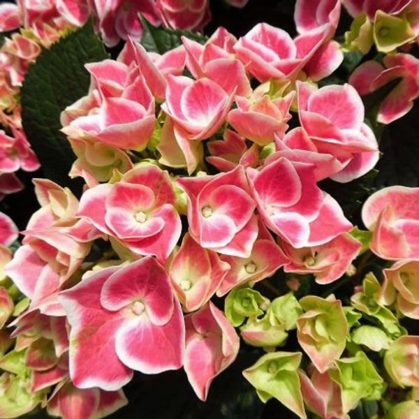 hydrangea Red Ace