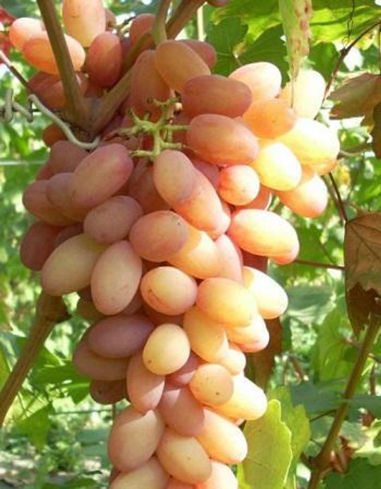 Виноград Афродита наличие