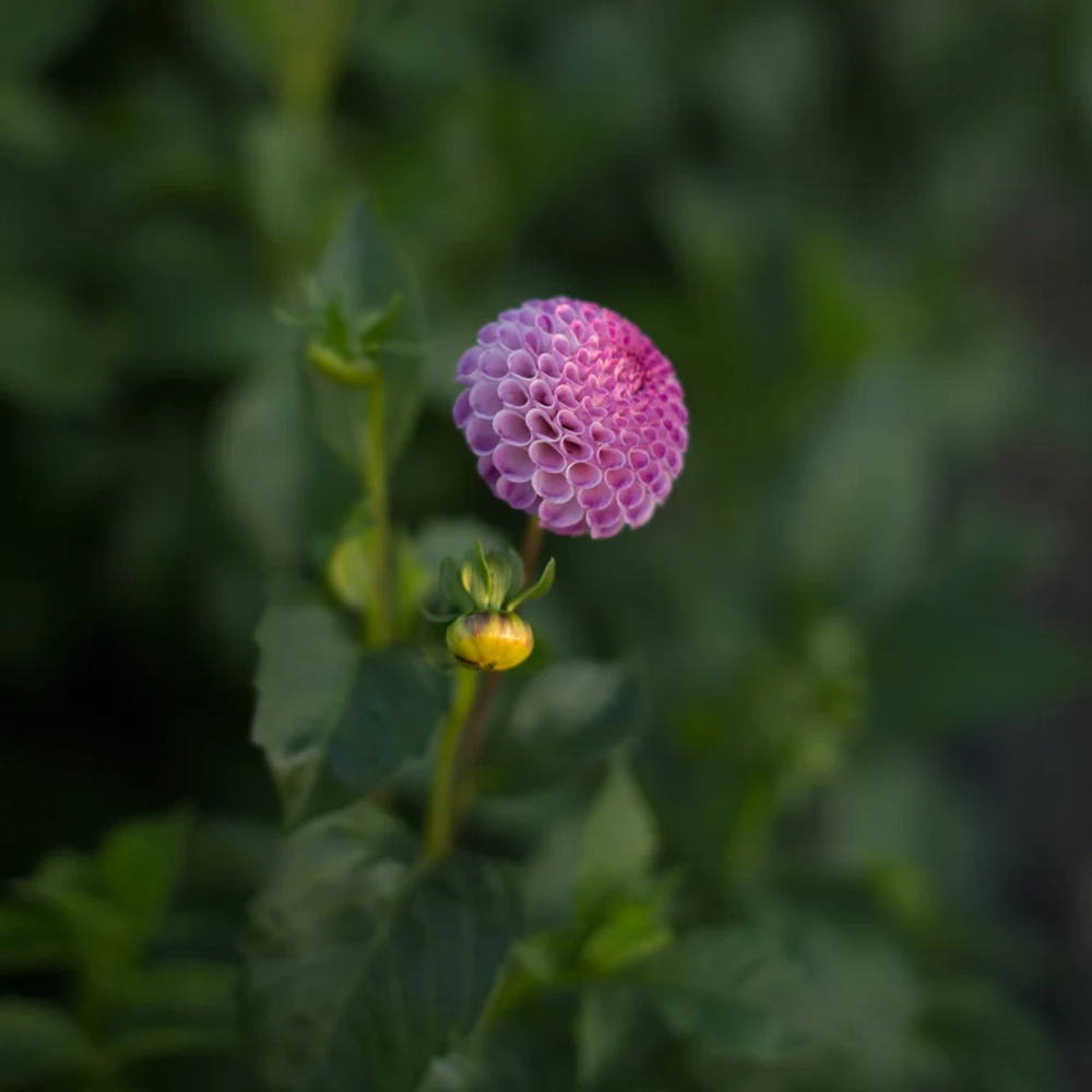 Георгин Frank Holmes (корень) Закупка М55 апрель 2026