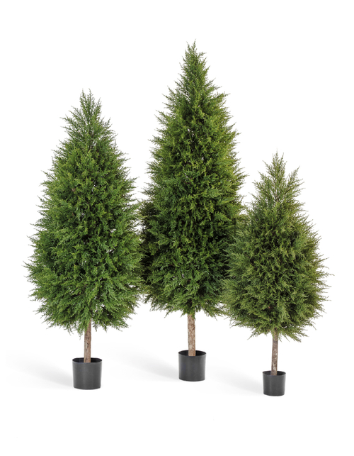 Кипарис Тауэр уличный новый 165 см 1/1 10.56005N