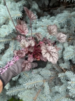 Гейхера "GLITTER"