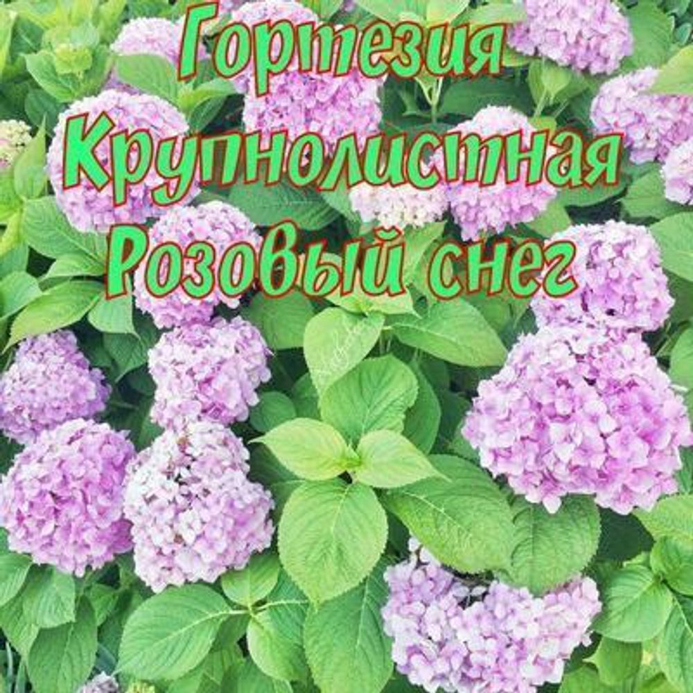 Гортензия крупнолистная Розовый Снег