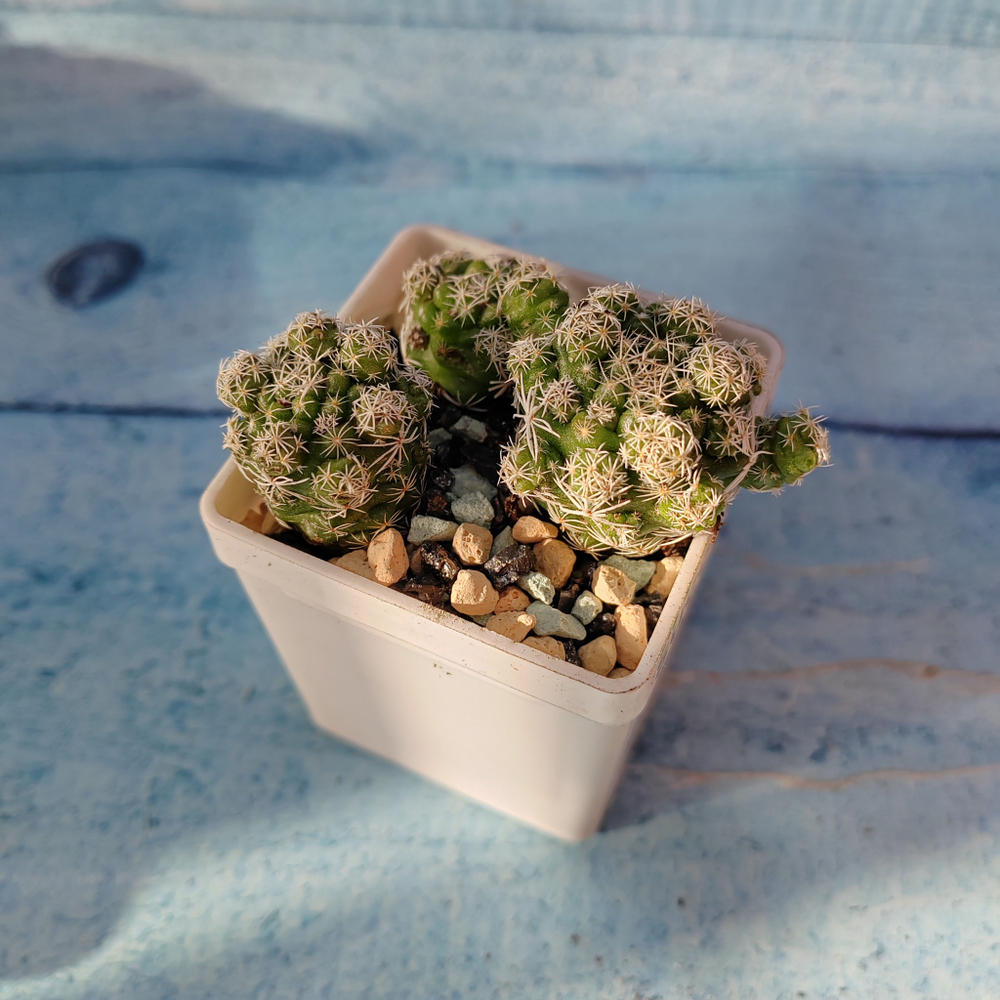 Mammillaria Vetula (Маммилярия)