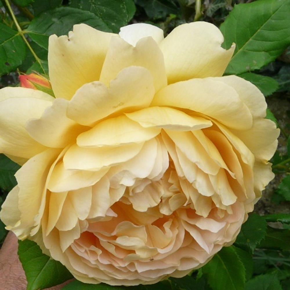 Роза английская Golden Celebration