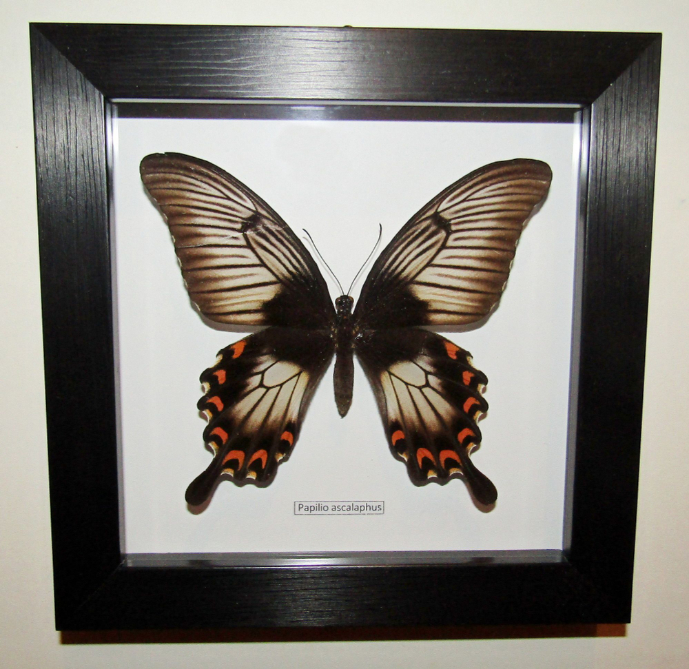 Бабочка Papilio ascalaphus самка в рамке