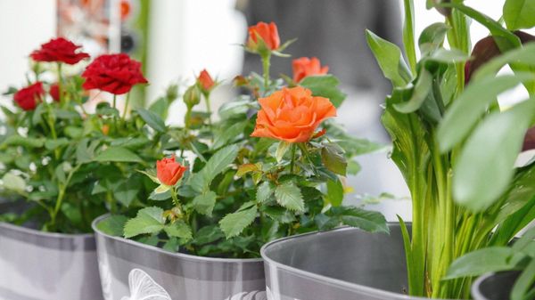 Уход за комнатной розой в горшке | Как сохранить домашнюю розу | Казань