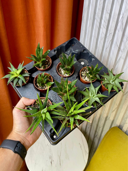 Хавортия микс, D5см Н10см, 1шт, Urban Jungle