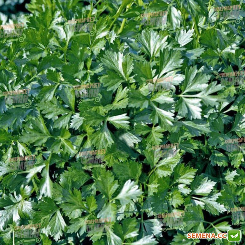 Петрушка Листовая Риалто 2г Мировые Семена VITA GREEN