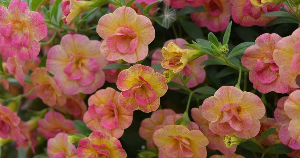 Calibrahoa Chameleon double pink yellow. ОКС укорененный черенок. Под заказ, производство 4-5 недель