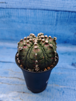 Gymnocalycium T-Rex Pink hybrid (Гимнокалициум T-rex)