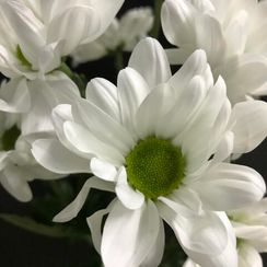 Кустовая хризантема Chic (Чик), плантация Linflowers