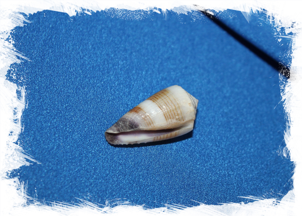 Морская раковина Conus muriculatus, Conus sugillatus