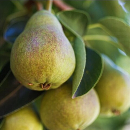 Аромамасло Груша CandleScience