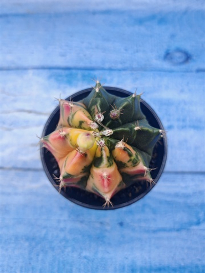 Gymnocalycium Variegata (Гимнокалициум Вариегатный)