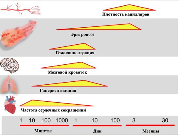 Hypoxia Conditioning for High‑Altitude Pre‑acclimatization