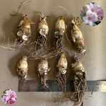 тубероза Сенсейшн (Polianthes tuberosa Chia Nong Sensation) — пора высаживать