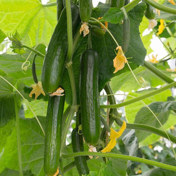 ЙИЛДО семена огурца Bejo купить